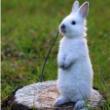 有情有义大白兔